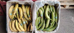 Platanos